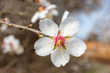 Fototapeta premium Flores blancas, flor de almendro en febrero en el campo
