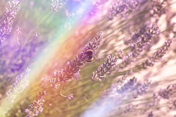 Fototapeta premium Floral pink toned background with rainbow sunlight leaks. Bumble bee on a blooming lavender field, summer spring botanical design. Romantic feminine style. Retro film photography atmosphere.