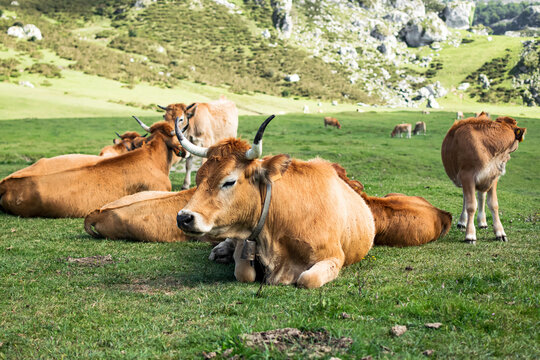 A herd of cows resting on the grass in a mountainous setting. Photograph taken in the Picos de Europa, Asturias, Spain. 