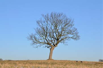 tree in the field