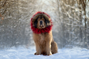 Tibetan Mastiff dog breed with kekhor