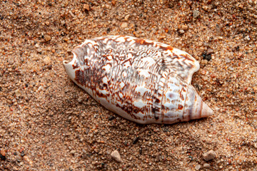 a beige seashell on sandy background