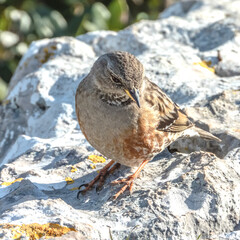 Petit oiseau passereau accenteur alpin