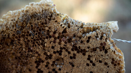 PANAL OF BEES IN STAGE OF INCUVATION OF THE LARVAE