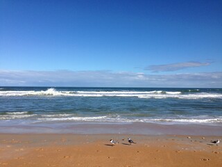 Fototapeta na wymiar Beach Blue Sky Sand with Seagulls