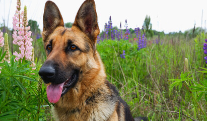 German Shepherd for a walk on a green, summer field among blooming lupines