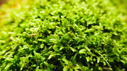 Natural background. Green moss texture close-up with shallow depth of field. Sunlight.