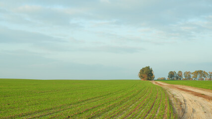 Natural background. Scenery. A green field of cereals, a dirt road and trees on the horizon against a sky covered with clouds.