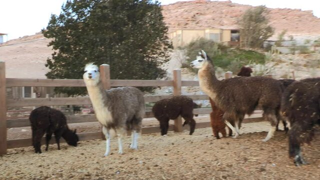 A herd of Alpaca Inside a yard on a farm