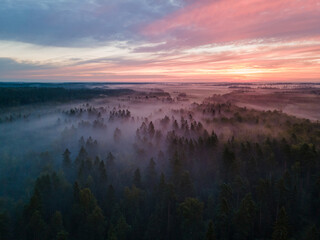 Wonderful view of the tree tops from the drone at sunrise. The fog covers the tops of the trees
