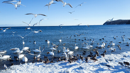 A bird mishmash. Wild birds on the seashore in winter.