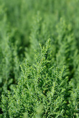 Lawsons Cypress Ellwoodii