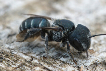 Detailed Close up of a female blue mason bee, Osmia caerulescens in Gard, France