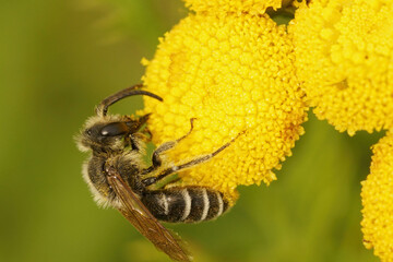 Closeup of a male yellow legged mining bee,  Andrena flavipes on yellow flowers of Tansy, Tanacetum vulgare