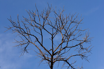 Mop Headed Black locust