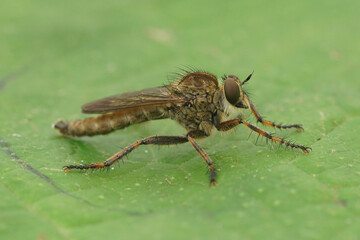 Closeup of the Brown heath robberfly , Tolmerus cingulatus posed on a green leaf in the garden