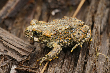Lateral close up of a juvenile  western toad , Bufo boreas  , on redwood in North California