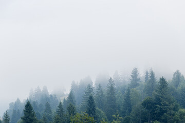 Naklejka premium Fog over spruce forest trees at early morning. Spruce trees silhouettes on mountain hill forest at summer foggy scenery.
