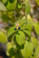 Shrub verbena flower