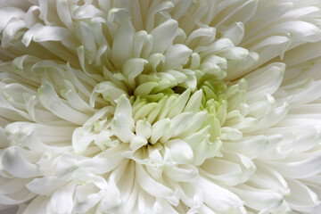 Fototapeta na wymiar close up of white chrysanthemum