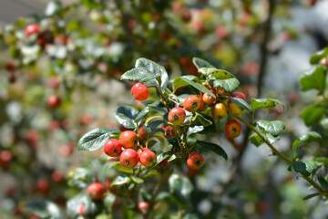 Downy hawthorn