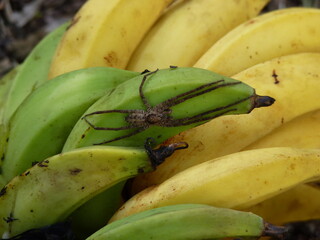 ARAÑA