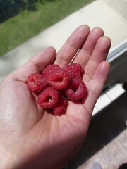 raspberries in hands