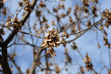 Common sycamore