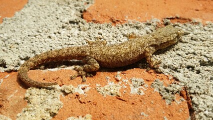 gecko on a wall