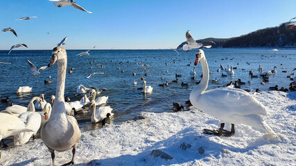 A bird mishmash. Wild birds on the seashore in winter.