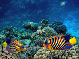 Obraz na płótnie Canvas Beautiful Coloured Hard Coral Reef.