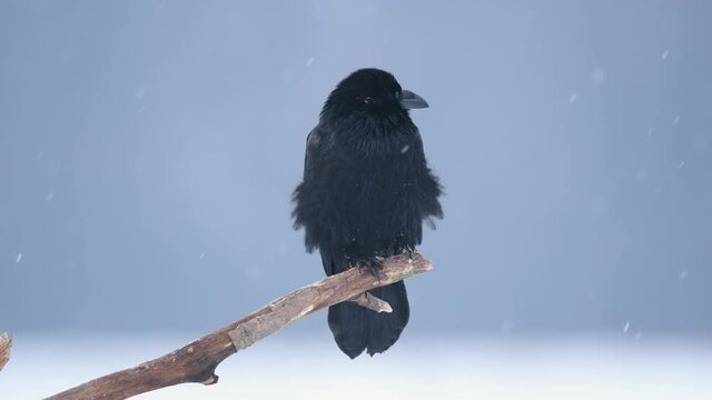 Raven ( Corvus corax )	