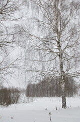 nature in winter in cloudy weather