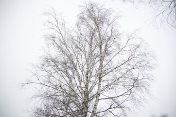 Fototapeta na wymiar nature in winter in cloudy weather