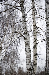 nature in winter in cloudy weather