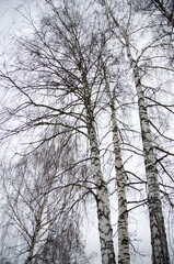 Fototapeta na wymiar nature in winter in cloudy weather
