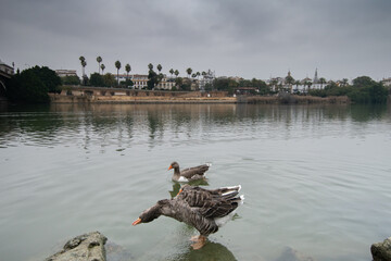 Patos en el río Guadalquivir Sevilla, España
Ducks in the river, Seville, Spain