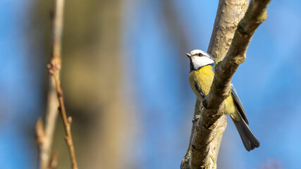Blue tit bird on a branch on a tree