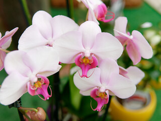 Naklejka na ściany i meble Close-up of beautiful vibrant pink orchid
