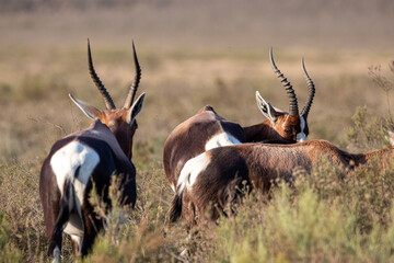 Bontebok in Bontebok National Park, Swellendam, South Africa