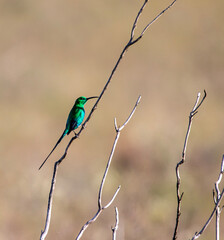 Malachite sunbird in Bontebok National Park, Swellendam, South Africa