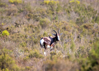 Bontebok in Bontebok National Park, Swellendam, South Africa