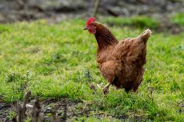 brown chicken hen in the grass