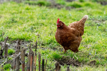 brown chicken hen in the grass