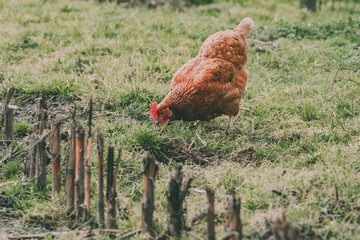 brown chicken hen in the grass