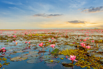 The sea of red lotus, Lake Nong Harn, Udon Thani, Thailand