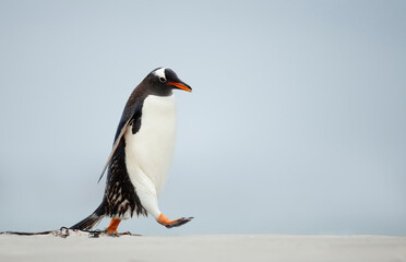 Naklejka premium Close up of a Gentoo penguin walking on a sandy beach
