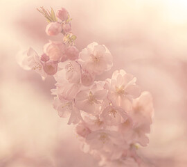 Kirschblüten romantisch Hintergrund quadratisch