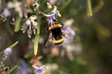insetti sul rosmarino
