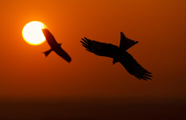 Fototapeta na wymiar Silhouette of two red kites in flight at sunset